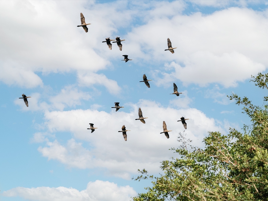 Combo Khám Phá Thiên Đường Muôn Chim Tại Khu Bảo Tồn Đồng Tháp Mười 