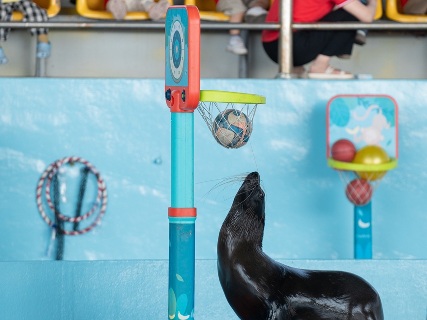 Vé Xem Show Diễn Hải Cẩu Tại Tuần Châu Park