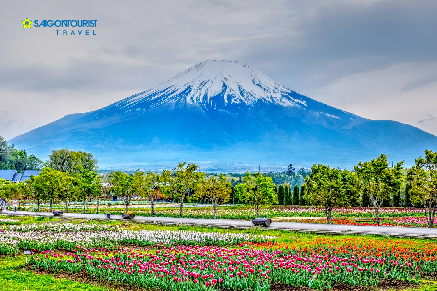 Du lịch Nhật Bản [Tokyo - Núi Phú Sỹ- Owakudani - Narita] (Ngắm Vườn Hồng Keisei Rose Garden)