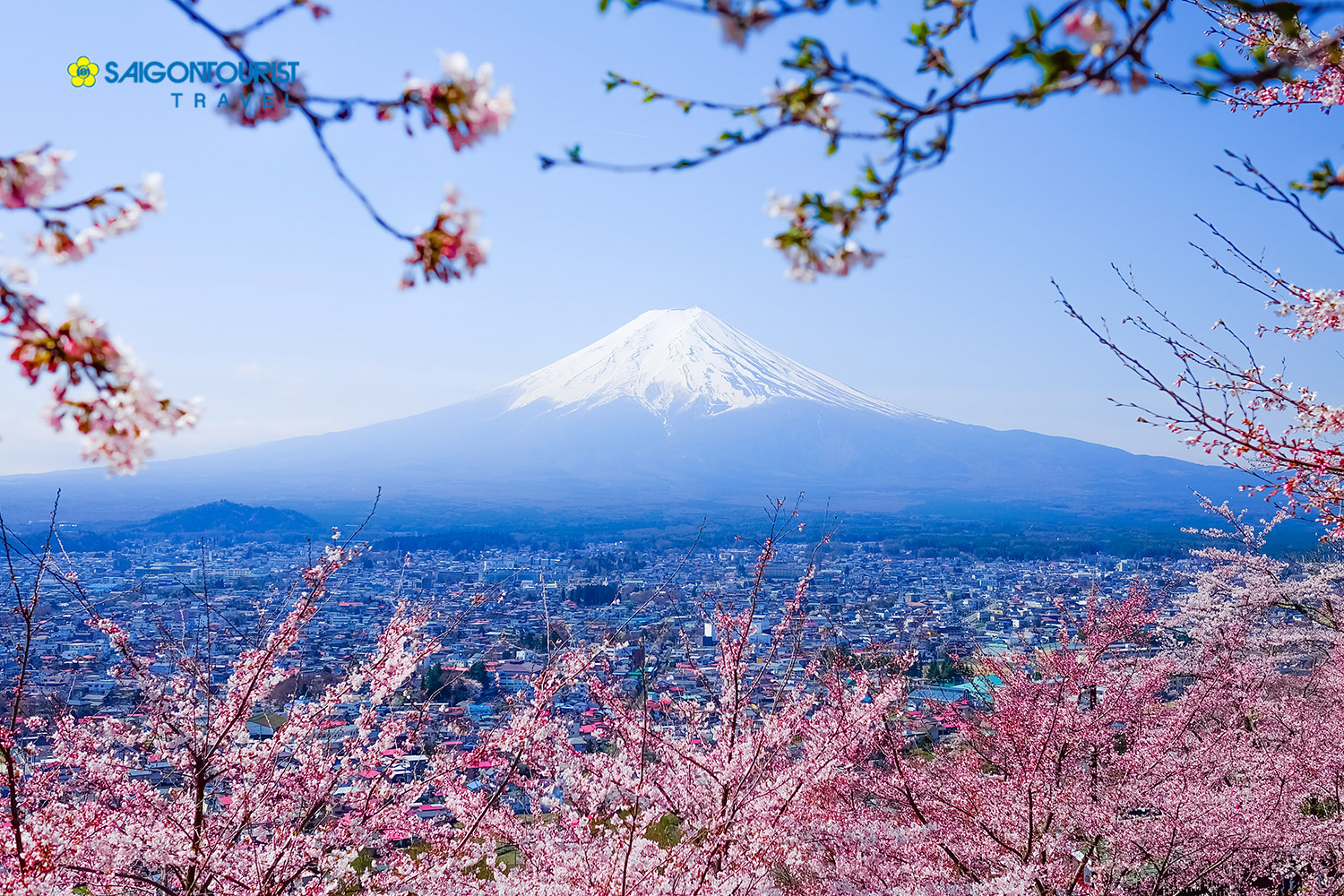 Chiêm ngưỡng sắc hoa anh đào NHẬT BẢN [TOKYO - NÚI PHÚ SĨ ...