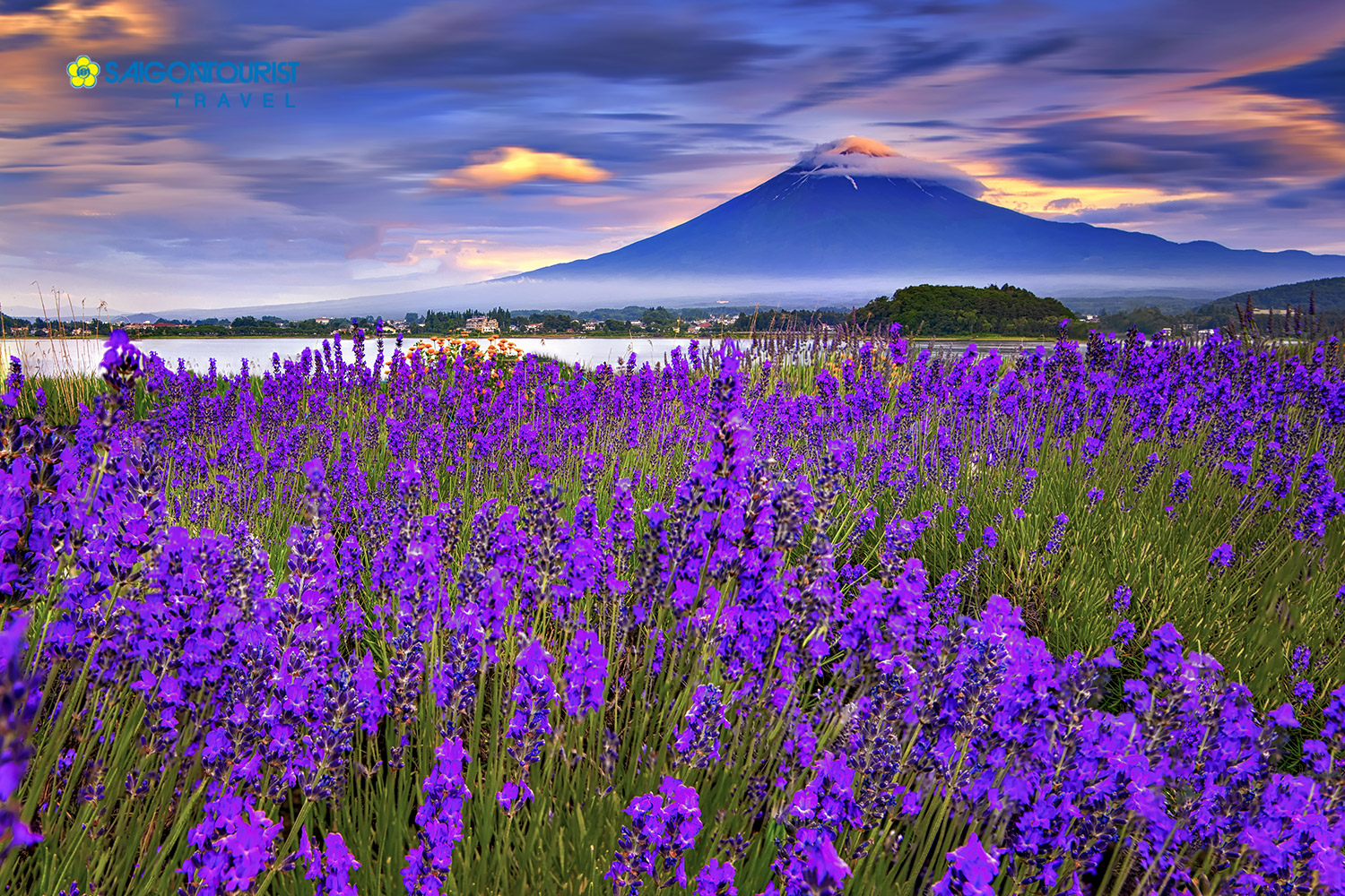 Du Lịch Nhật Bản Osaka - Kyoto - Núi Phú Sỹ - Tokyo - Disney Land [Thưởng Ngoạn Hoa Lavender]